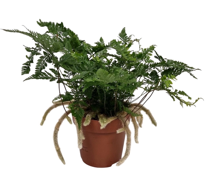 <h4>HUMATA GRIF TYERMAN</h4>