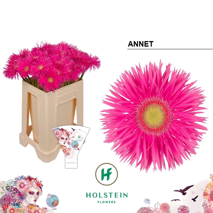 <h4>GERBERA GBS 'BIG GERSPIDER ANNET'</h4>