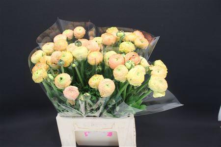 <h4>Ran Aazur Champagne</h4>