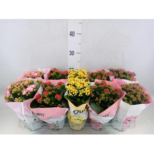 Kalanchoe blos.   ..rosebud mix GR
