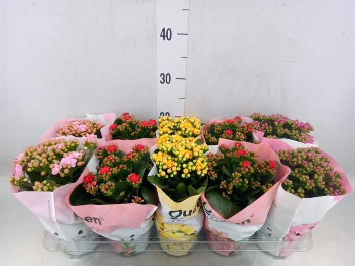 <h4>Kalanchoe blos.   ..rosebud mix GR</h4>
