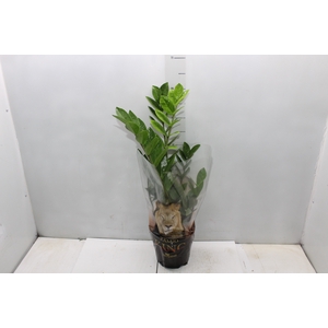 ZAMIOCULCAS P17