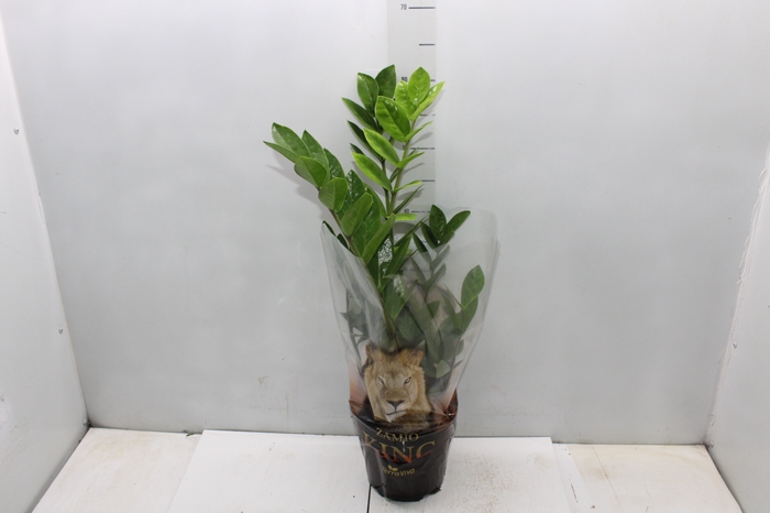 <h4>ZAMIOCULCAS P17</h4>