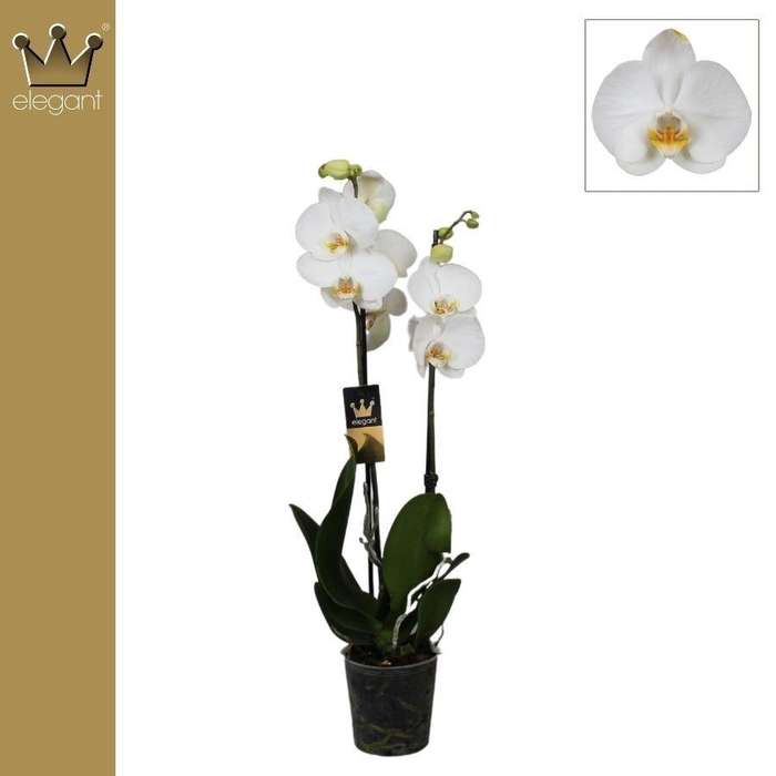 PHAL OV WIT
