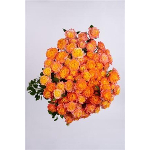 R Gr Tr Happy Birthday