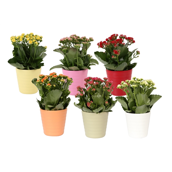 <h4>KP-809.1 - Kalanchoe Rosalina 12cm in keramiek</h4>