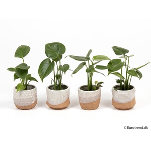 MONSTERA ADANSONII P6 E 2039