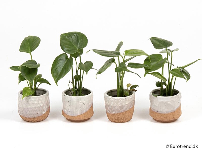 <h4>MONSTERA ADANSONII P6 E 2039</h4>