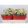 Hypericum Cool Romance