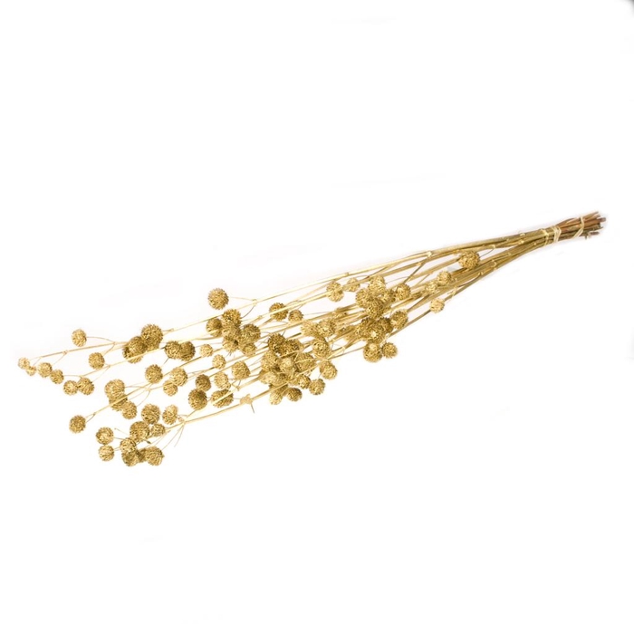 <h4>Calicarpa Gold</h4>