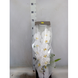 Phalaenopsis   ...white