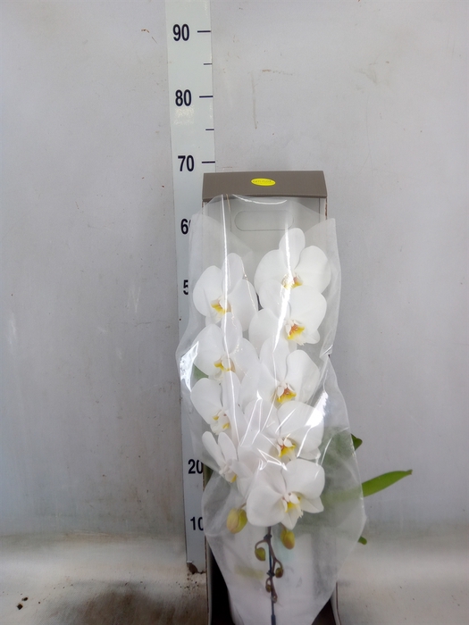 <h4>Phalaenopsis   ...white</h4>