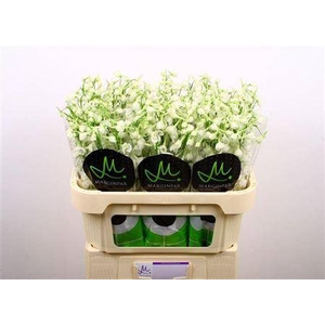 Delph En Be An White