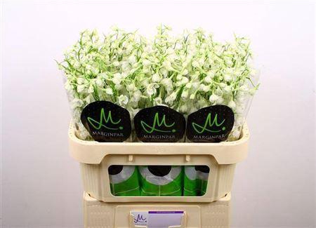 Delph White Yellow Dye Tinted 70cm [lichte Uitval]