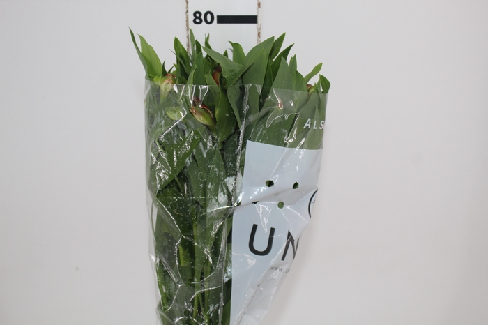 <h4>ALSTROEMERIA MOTION 080 CM LARANJA</h4>