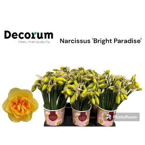 Narc Du Bright Paradise