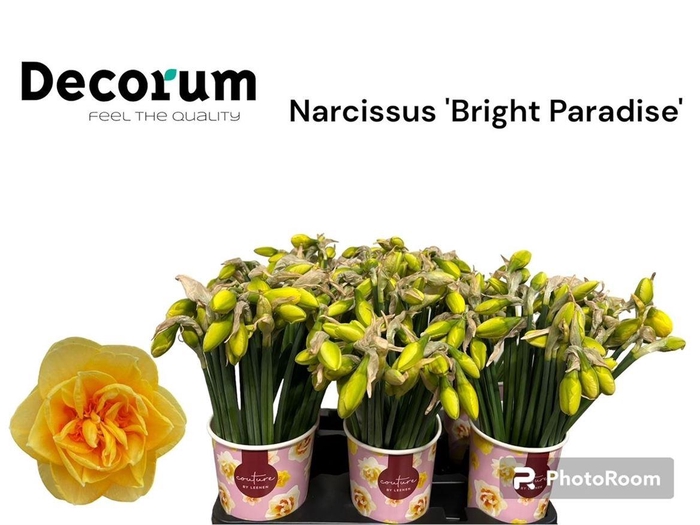 <h4>Narc Du Bright Paradise</h4>