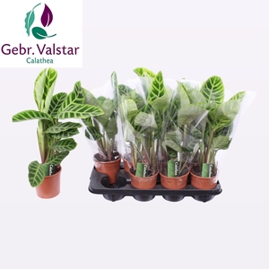 CALAT ZEBRINA