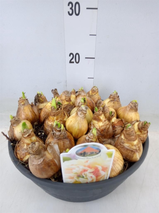 <h4>Narcissus   ...</h4>