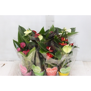 ANTHURIUM VARIADO P09