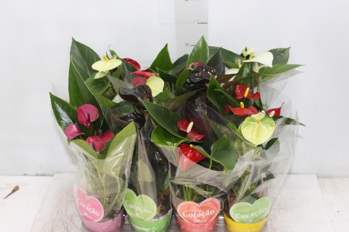 <h4>ANTHURIUM VARIADO P09</h4>
