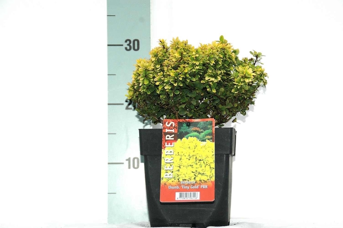 Berberis th. 'Tiny Gold' P17