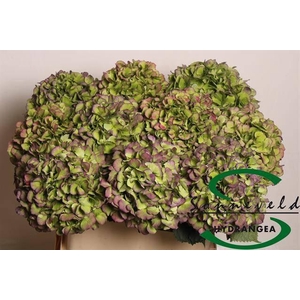 Hydr M Ch Vere Bl Cl