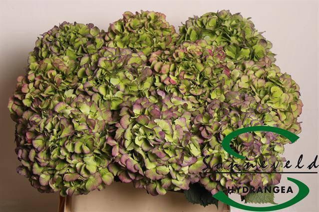 <h4>Hydr M Ch Vere Bl Cl</h4>