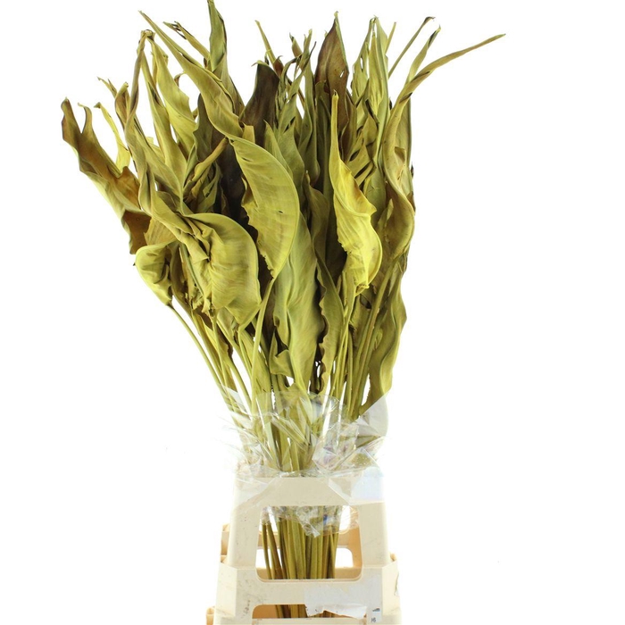 <h4>Dried Strelitzia Leafs Yellow</h4>