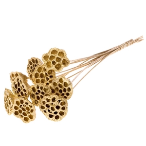 Lotus O/s Gold