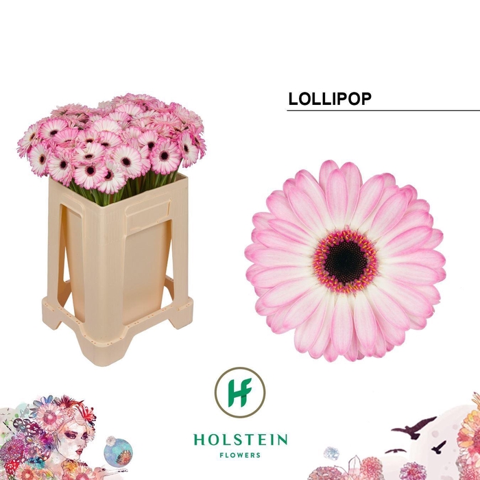 <h4>GERBERA MI 'LOLLIPOP'</h4>