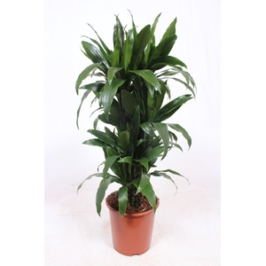 Dracaena Janet Craig