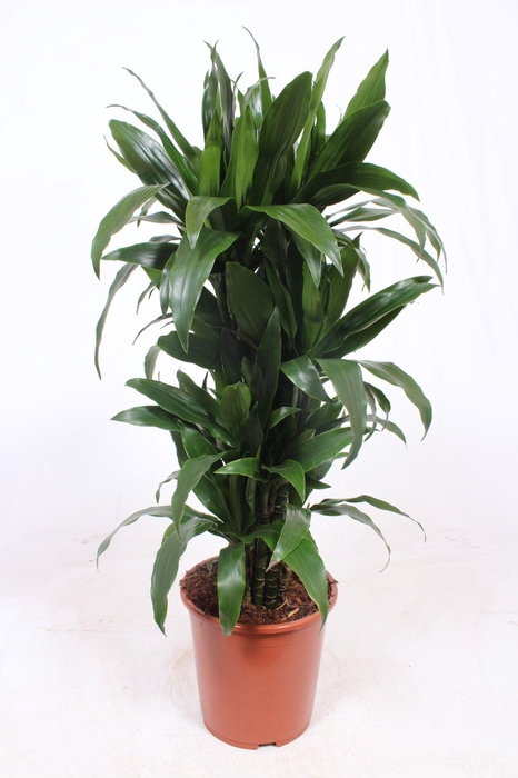 <h4>Dracaena Janet Craig</h4>