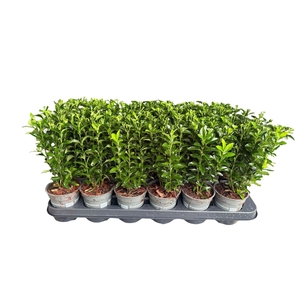 Euonymus japonicus Green Spire
