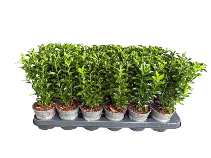 <h4>Euonymus japonicus Green Spire</h4>
