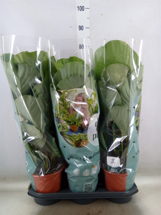 <h4>Calathea orbifolia</h4>