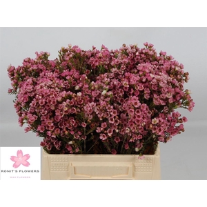 Chame Sarahs Delight