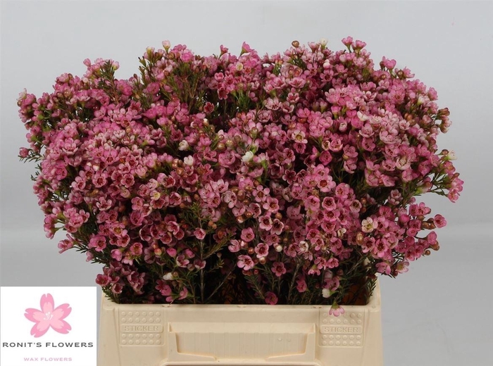 <h4>Chame Sarahs Delight</h4>