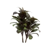 FOLHAGEM DRACENA CORDYLINE BABY