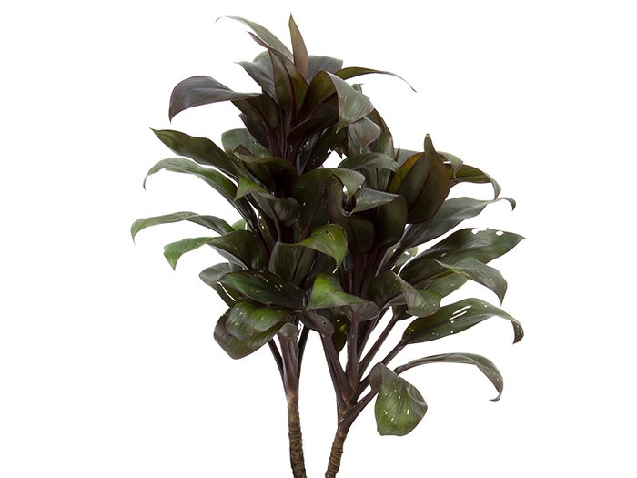 <h4>FOLHAGEM DRACENA CORDYLINE BABY</h4>