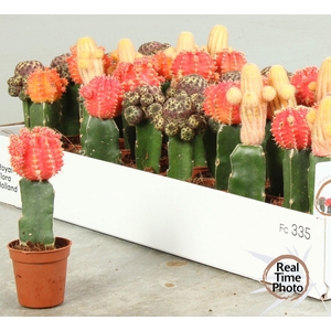 CACTUS GEM