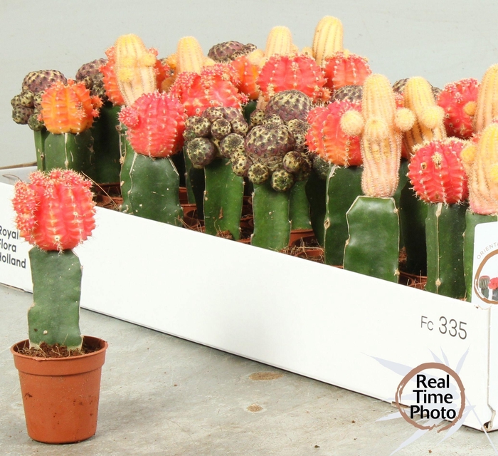 <h4>CACTUS GEM</h4>