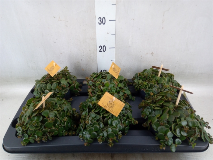 <h4>Sedum makinoi 'Tornado'</h4>