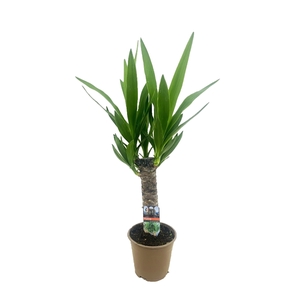 Yucca elephantipes 30cm