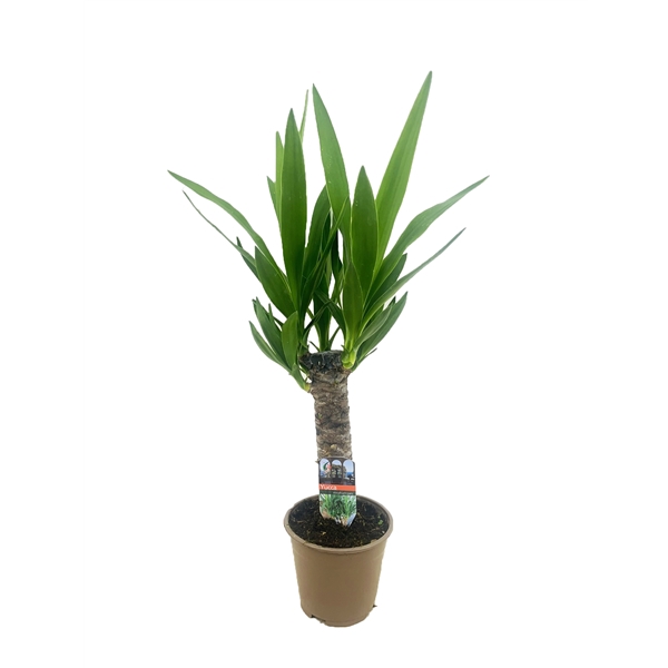 <h4>Yucca elephantipes 30cm</h4>