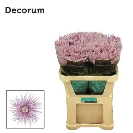 <h4>Chr G Cipria</h4>