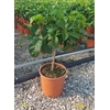 Citrus hystrix