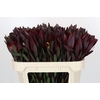 Leucadendron Saf Sunset Dark R.
