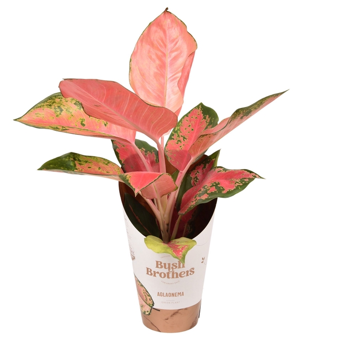 <h4>Aglaonema overig</h4>