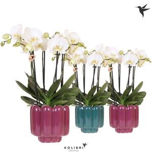 Kolibri Orchids Phalaenopsis Jewel Ghent 4 spike in Retro pot green mix